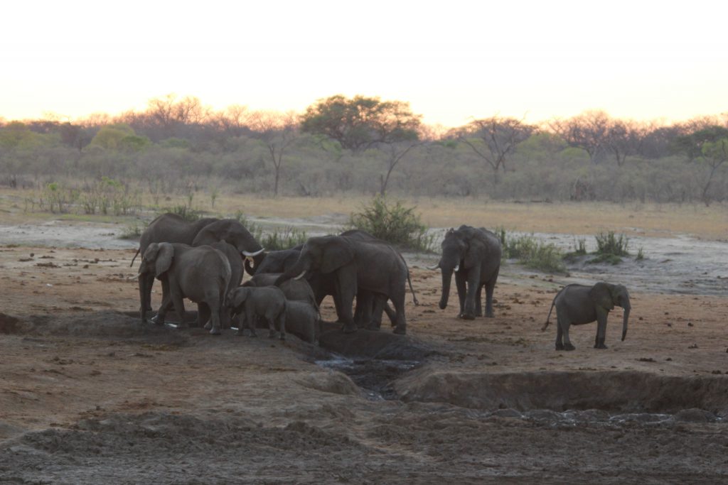 Groep olifanten in Hwange National Park, Zimbabwe