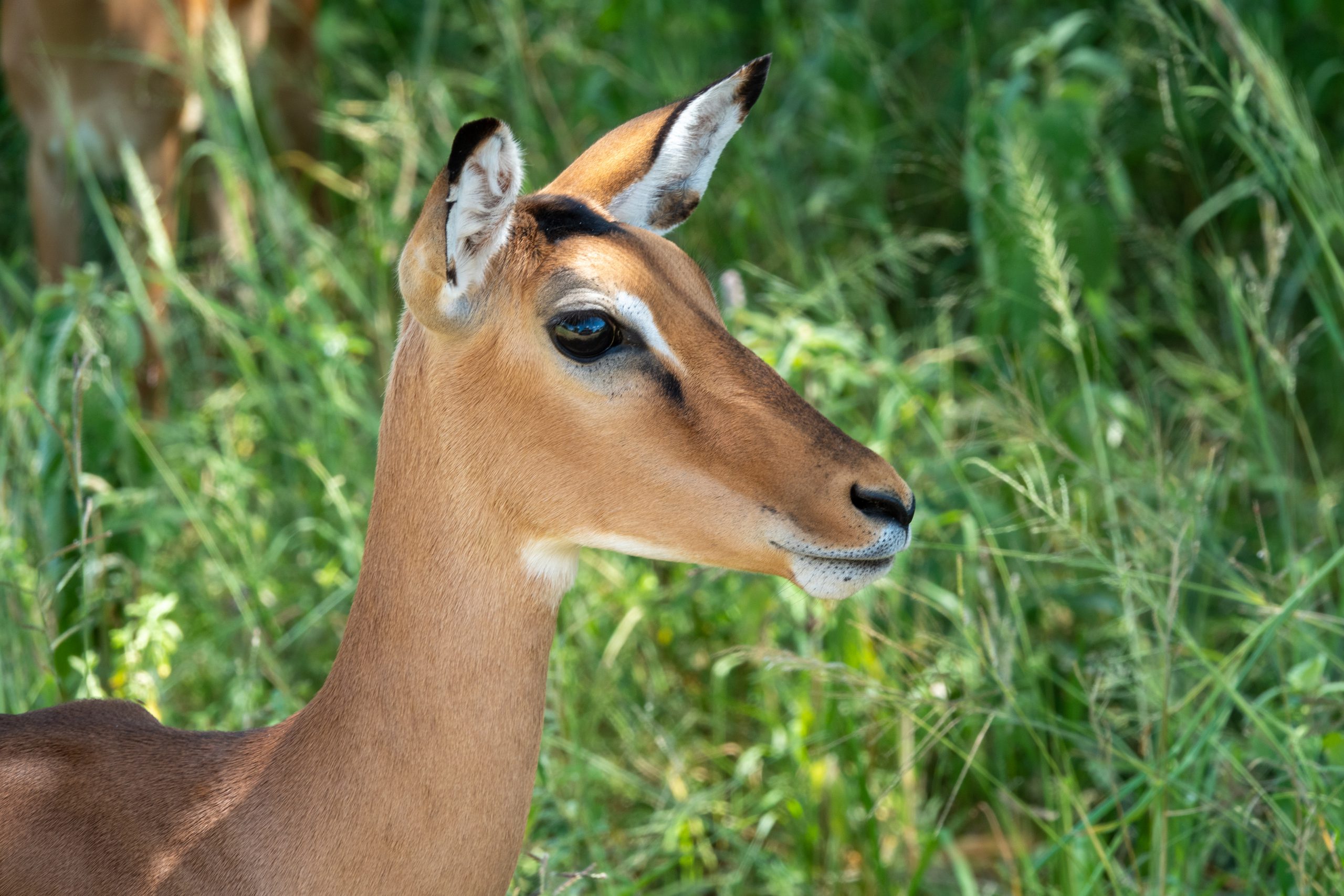 Impala tijdens privé safari Tanzania