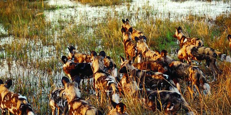 Afrikaanse wilde honden in Mamili National Park Namibië