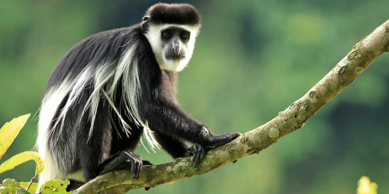 Black and white Colobus monkey in Kibale Forest National Park Uganda