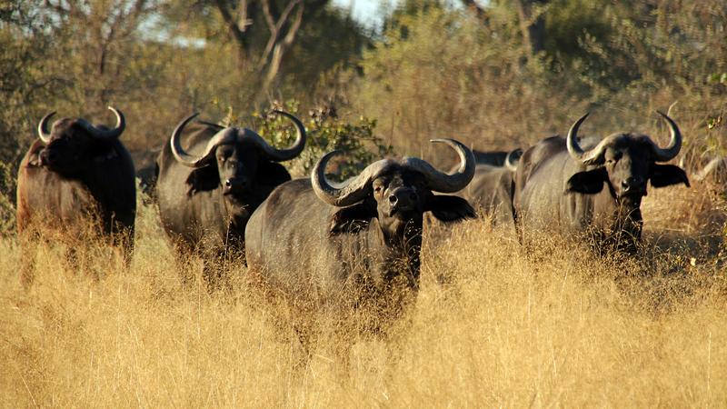 Buffels in Moremi Game Reserve Botswana