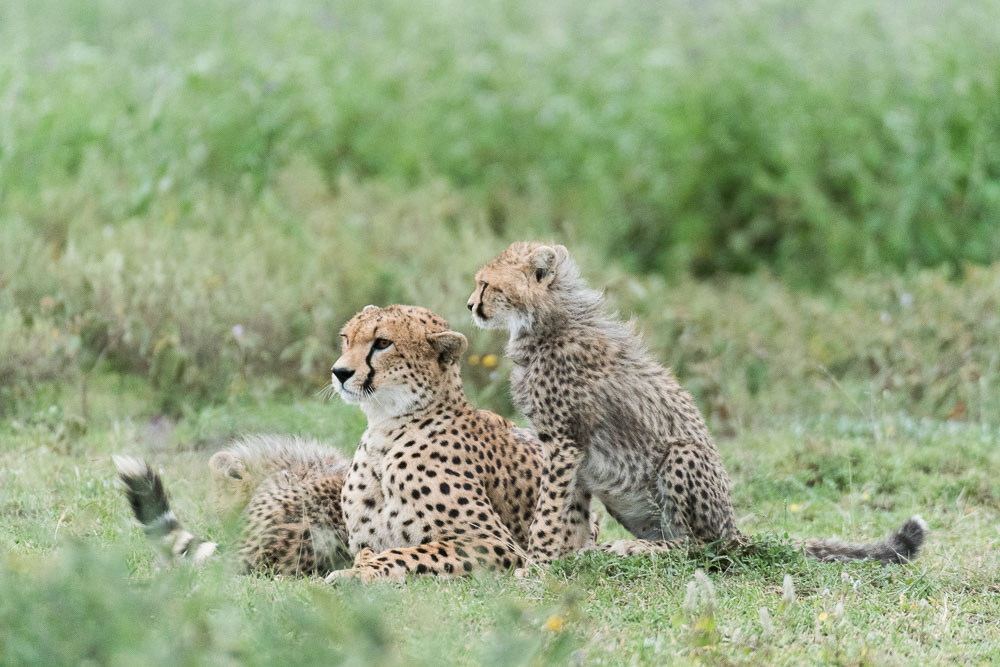 Cheetahs tijdens fotosafari in Serengeti National Park Tanzania