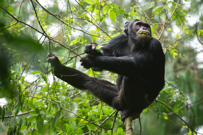 Chimpansee in Nyungwe Forest National Park Rwanda