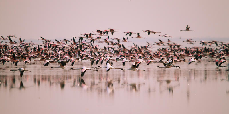 Flamingo's bij Nata Bird Sanctuary Botswana