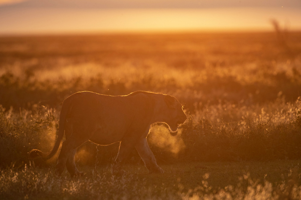 Leeuw tijdens fotosafari in Serengeti National Park Tanzania