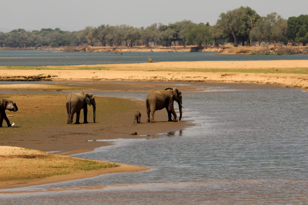Olifanten aan Zambezi, Mana Pools NP, Zimbabwe