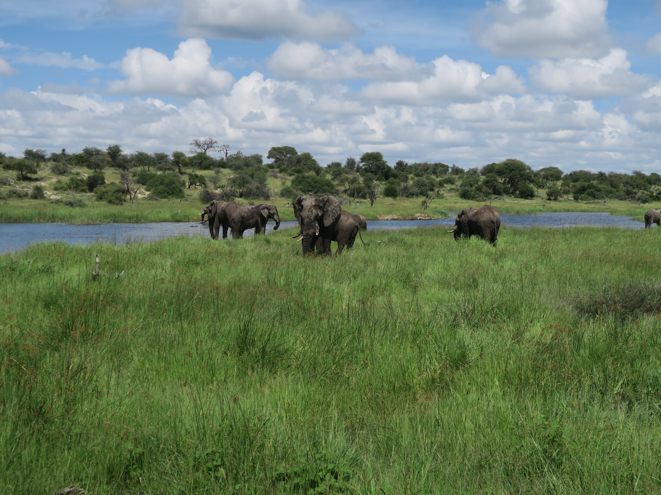 Olifanten in Boteti rivier Botswana
