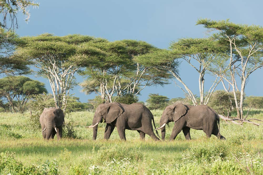 Olifanten tijdens fotosafari in Serengeti National Park Tanzania