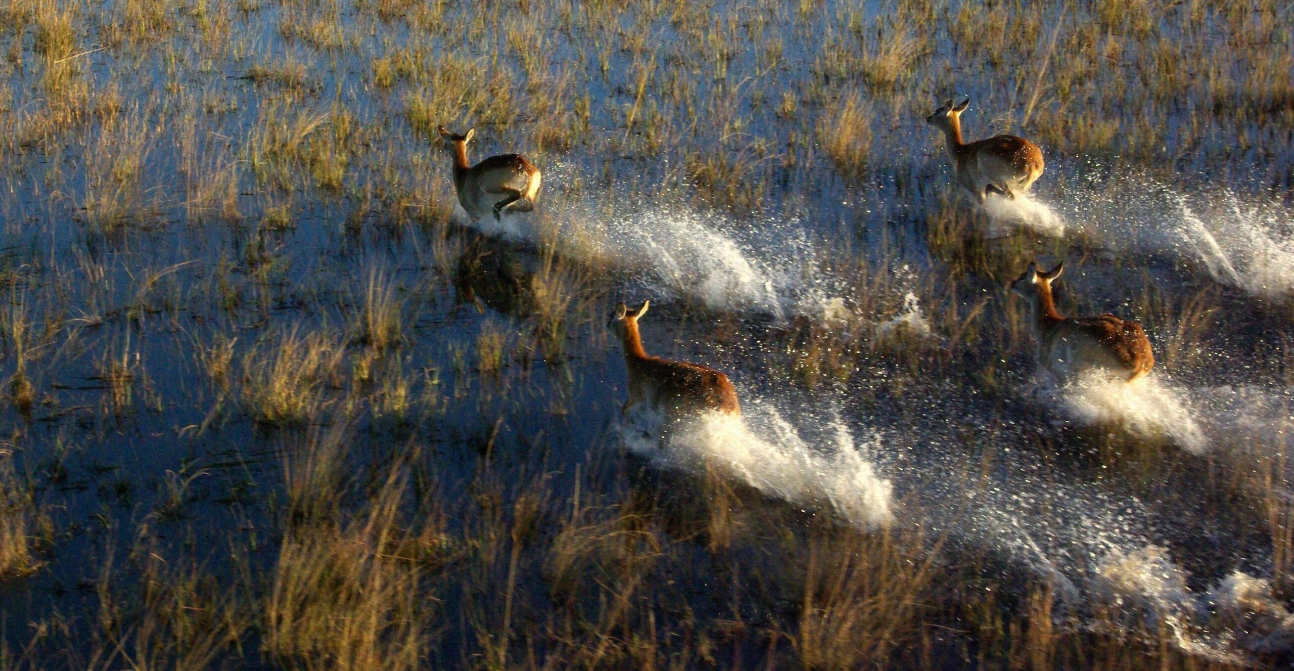 Red Lechwes, Okavango Delta, Botswana