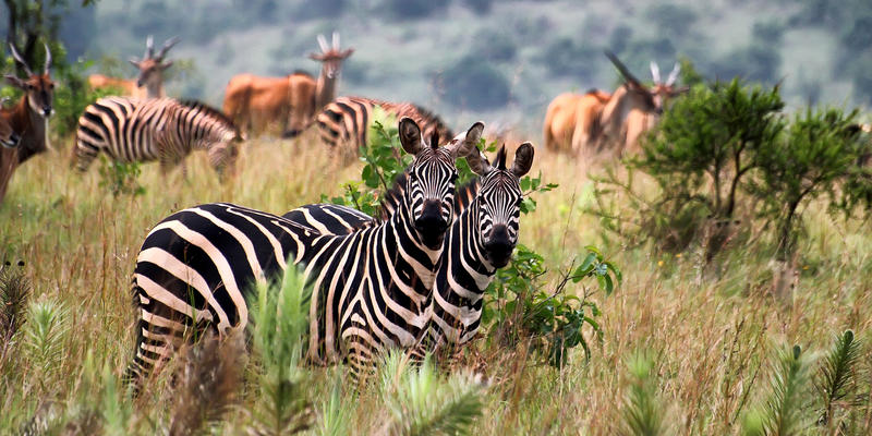 Zebra's in Akagera National Park Rwanda