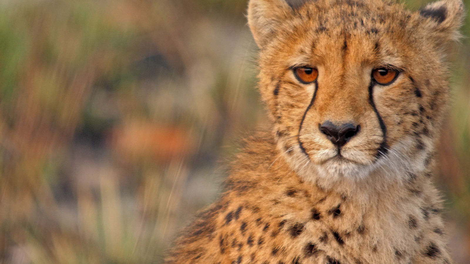 Cheetah op Busanga Plains Zambia