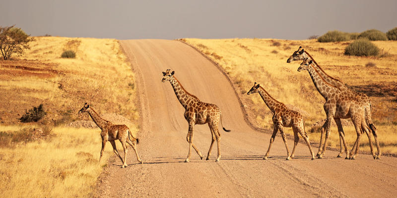 Giraffen in Palmwag concessie Namibië