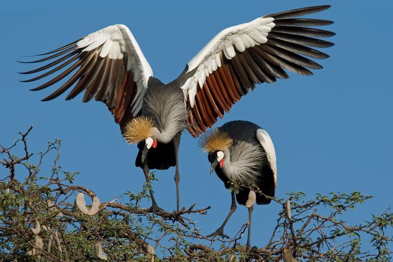 Kraanvogels in Hwange National Park Zimbabwe