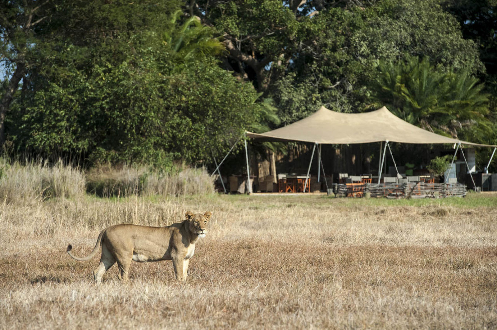 Leeuwin voor Busanga Bush Camp Zambia