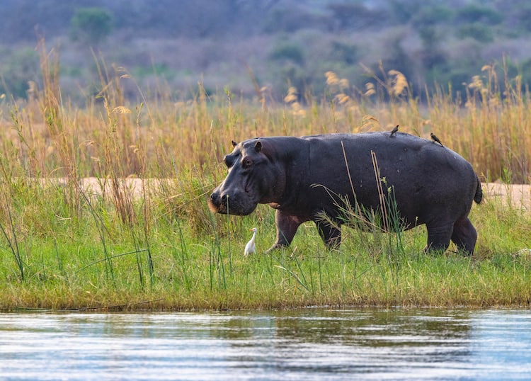 Nijlpaard op over Zambezi rivier Zimbabwe