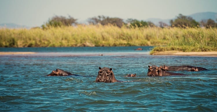 Nijlpaarden in Zambezi rivier Zimbabwe