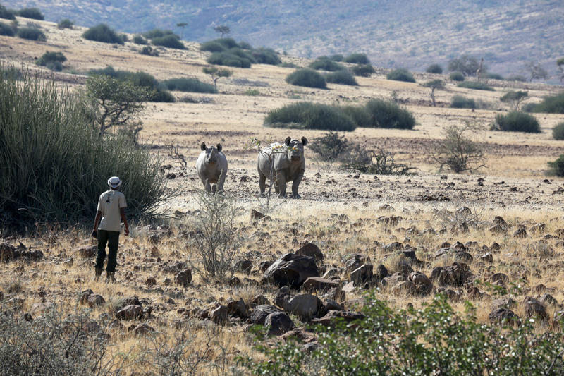 Rhino tracking in Palmwag concessie Namibië