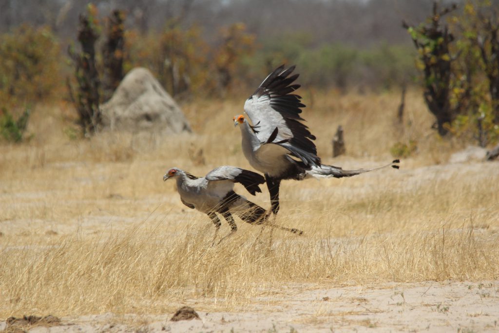 Secretary Birds in Hwange National Park Zimbabwe