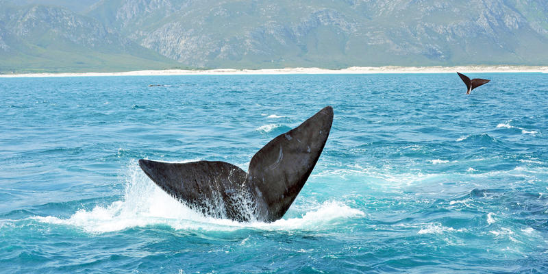 Walvissen voor de kust van Hermanus Zuid-Afrika (@iStock)