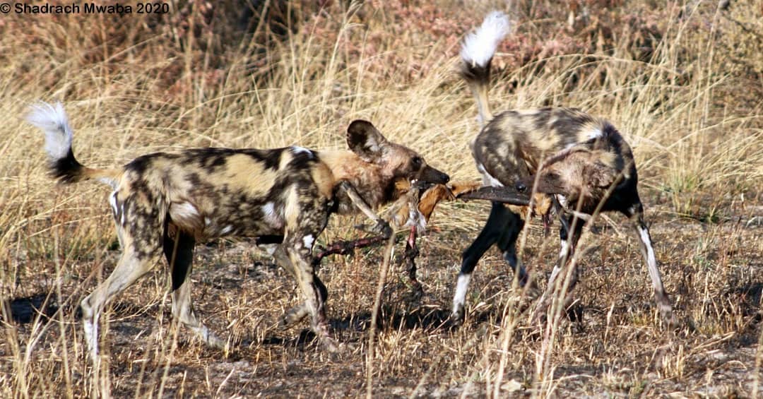 African Wild Dogs in Sioma Ngwezi National Park Zambia