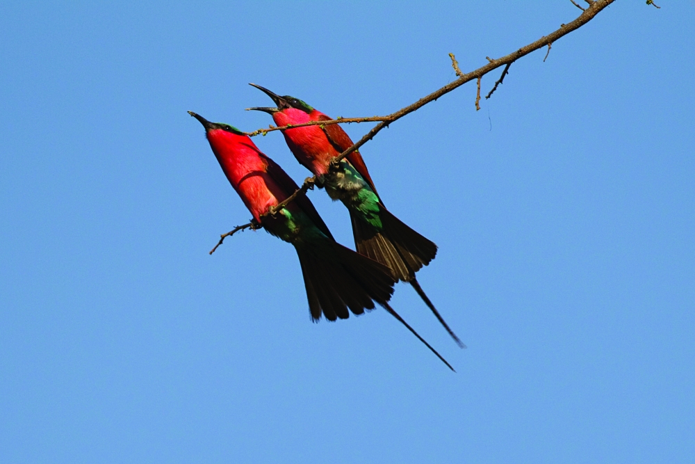Carmine bee-eaters in Tachila Nature Reserve Botswana