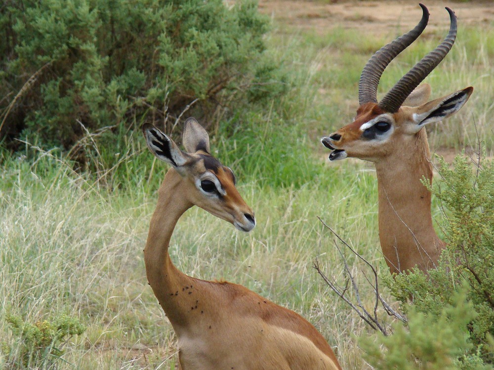 Generuk antilope in Mkomazi National Park Tanzania