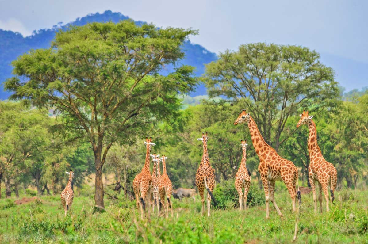 Giraffes in Kidepo National Park, Uganda