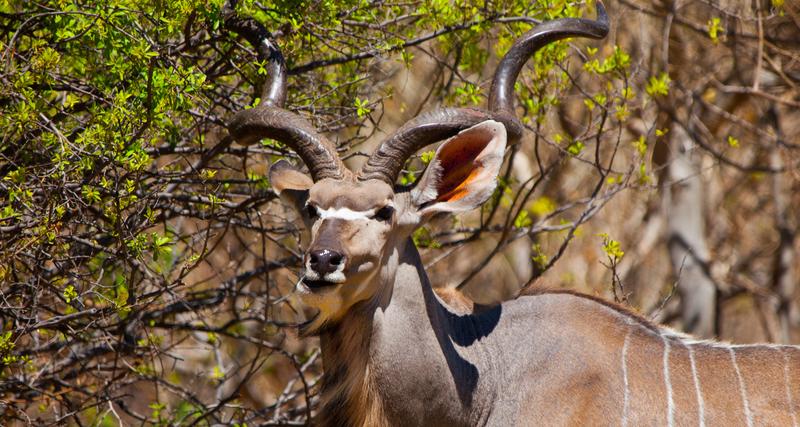 Kudu in Kavango Regio Namibië