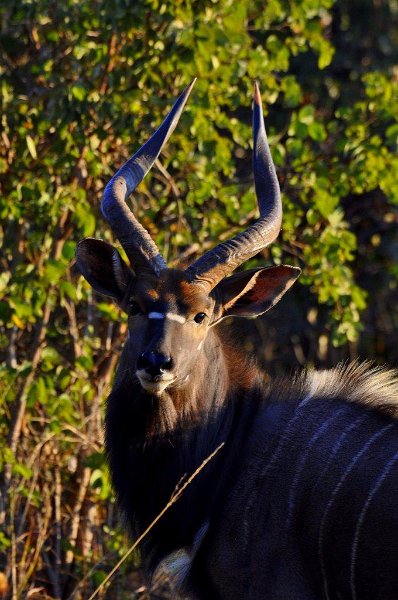 Kudu in Lusaka National Park Zambia
