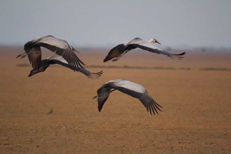 Lake Bangweulu Wattled kraanvogels