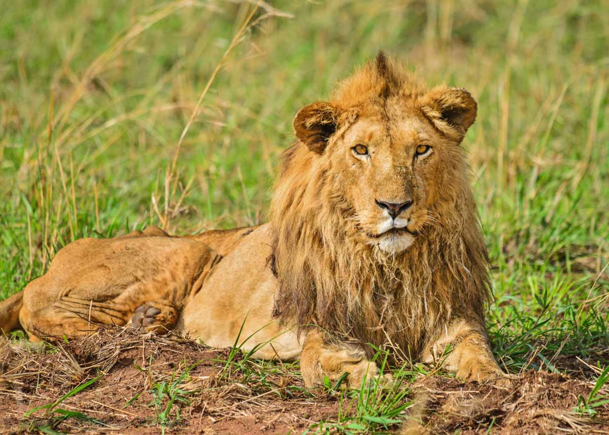 Leeuw in Kidepo National Park, Uganda