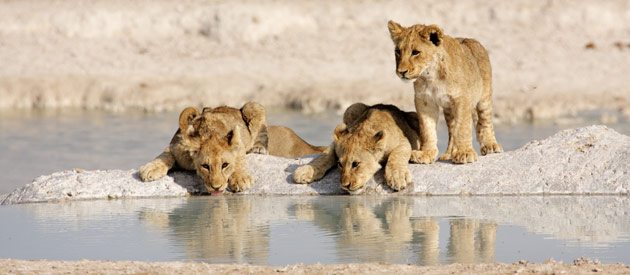Leeuwen welpjes in Omaheke provincie Namibië