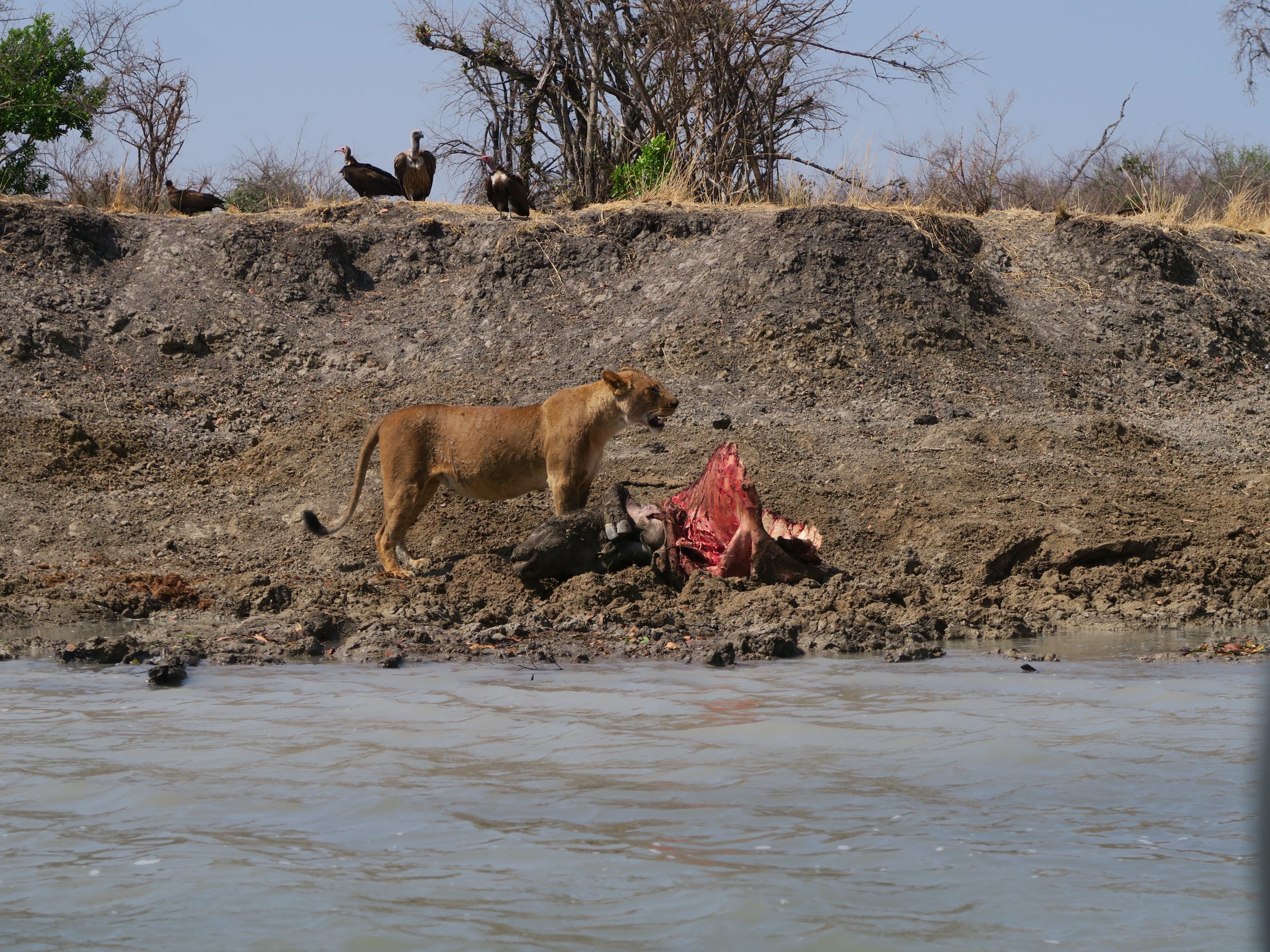 Leeuwin op over Kafue rivier Zambia
