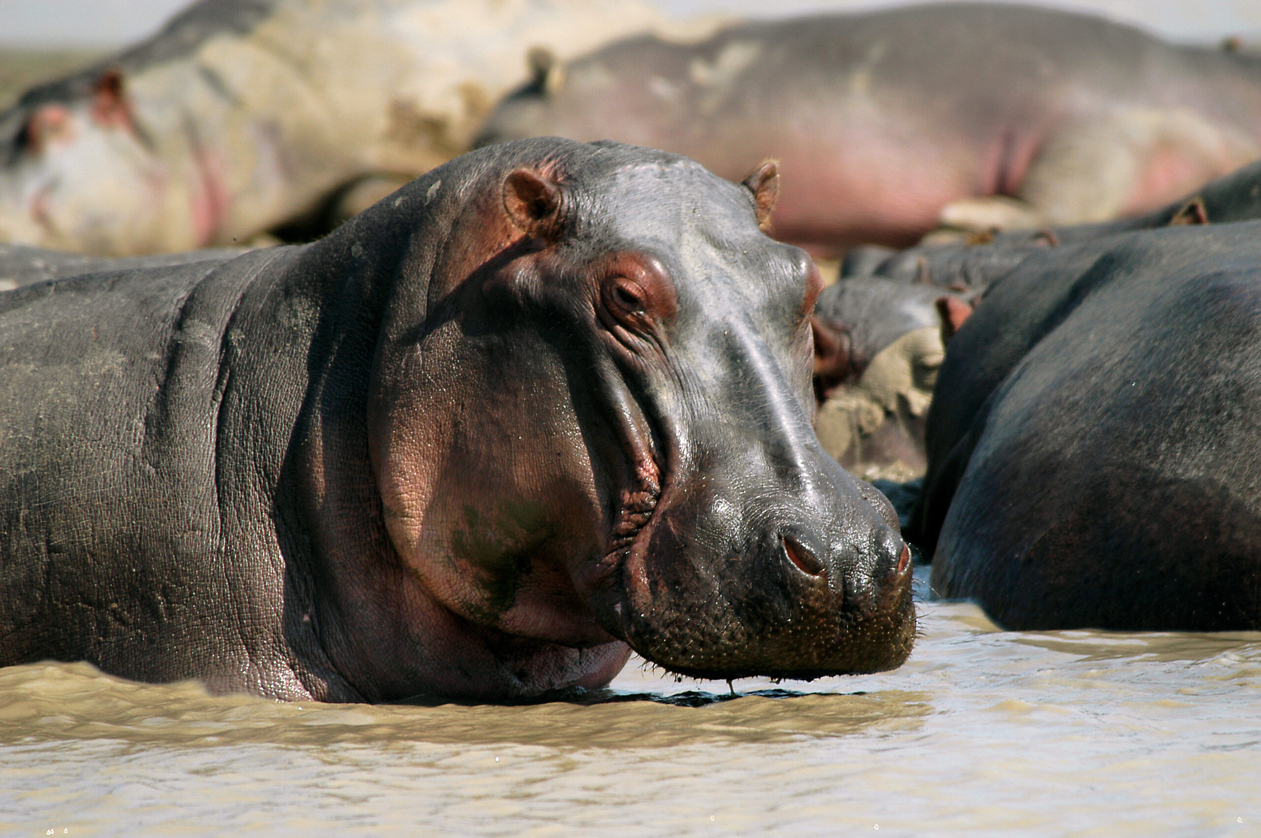 Nijlpaarden in Vwaza Marsh Wildlife Reserve Malawi