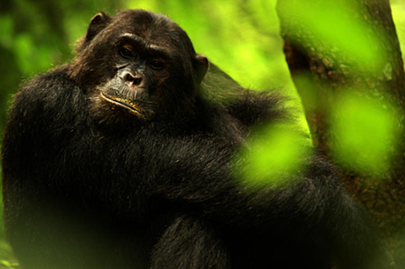 Overpeinzende chimpansee en Gombe Stream National Park Tanzania (© Alessandro Masiero)