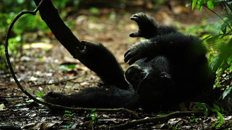Spelende chimpansee in Gombe Stream National Park Tanzania (© Alessandro Masiero)