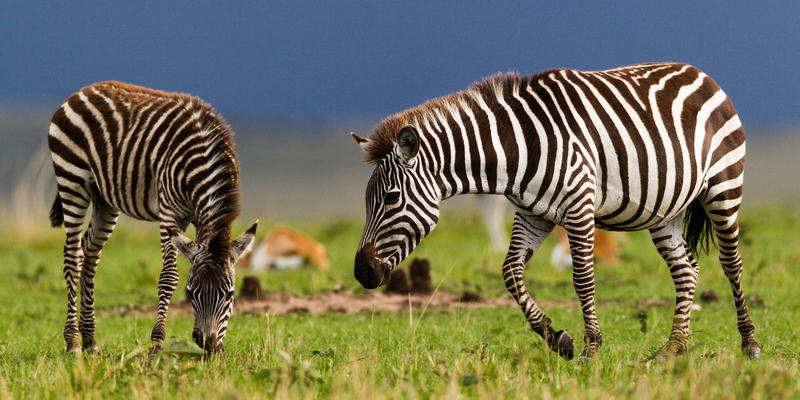 Zebra's in Mkomazi National Park Tanzania