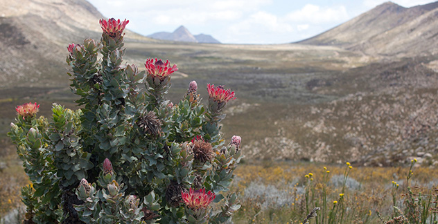 Bloemen in Swartberg Nature Reserve Zuid-Afrika