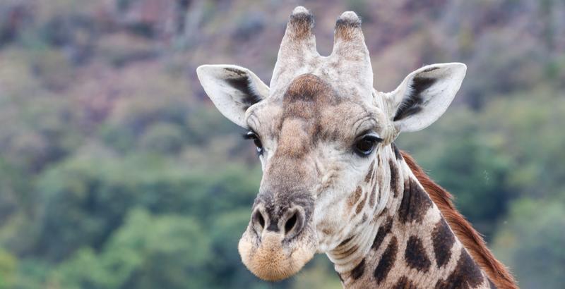 Giraf in The Waterberg Biosphere Zuid-Afrika