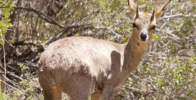 Klipspringer in Swartberg Nature Reserve Zuid-Afrika