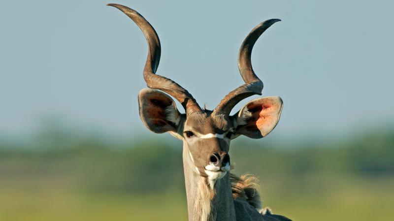 Kudu in Madikwe Game Reserve Zuid-Afrika