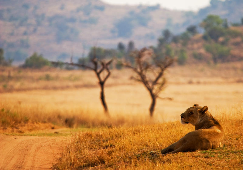 Leeuw bij Kololo Game Reserve tijdens game drive in Welgevonden National Park Zuid-Afrika