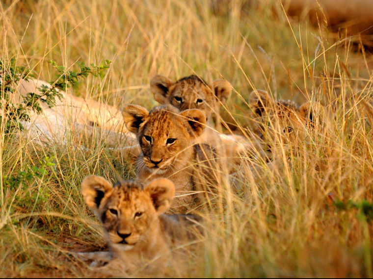 Leeuwen welpjes in Kariega Game Reserve Zuid-Afrika