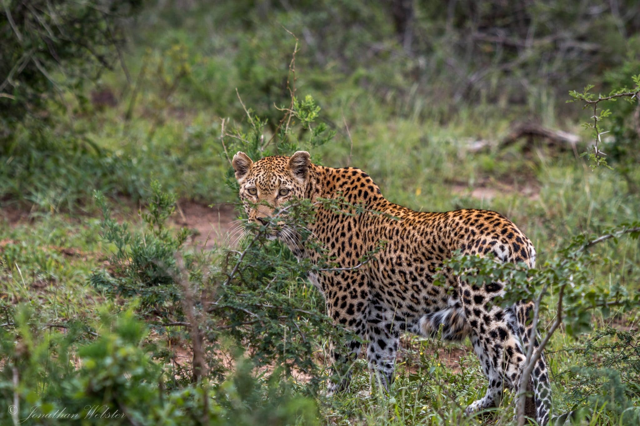 Luipaard in Hluhluwe iMfolozi Park Zuid-Afrika
