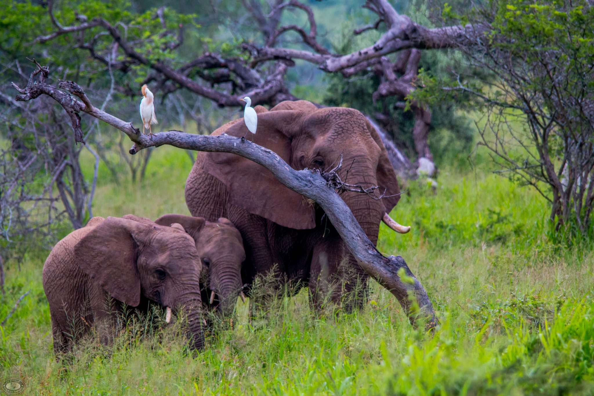 Olifanten tijdens game drive in Hluhluwe iMfolozi Park Zuid-Afrika