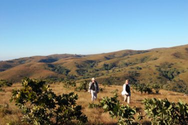 Wandelen op Viphya Plateau Malawi