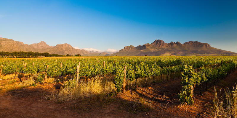 Wijngaarden bij Stellenbosch Zuid-Afrika