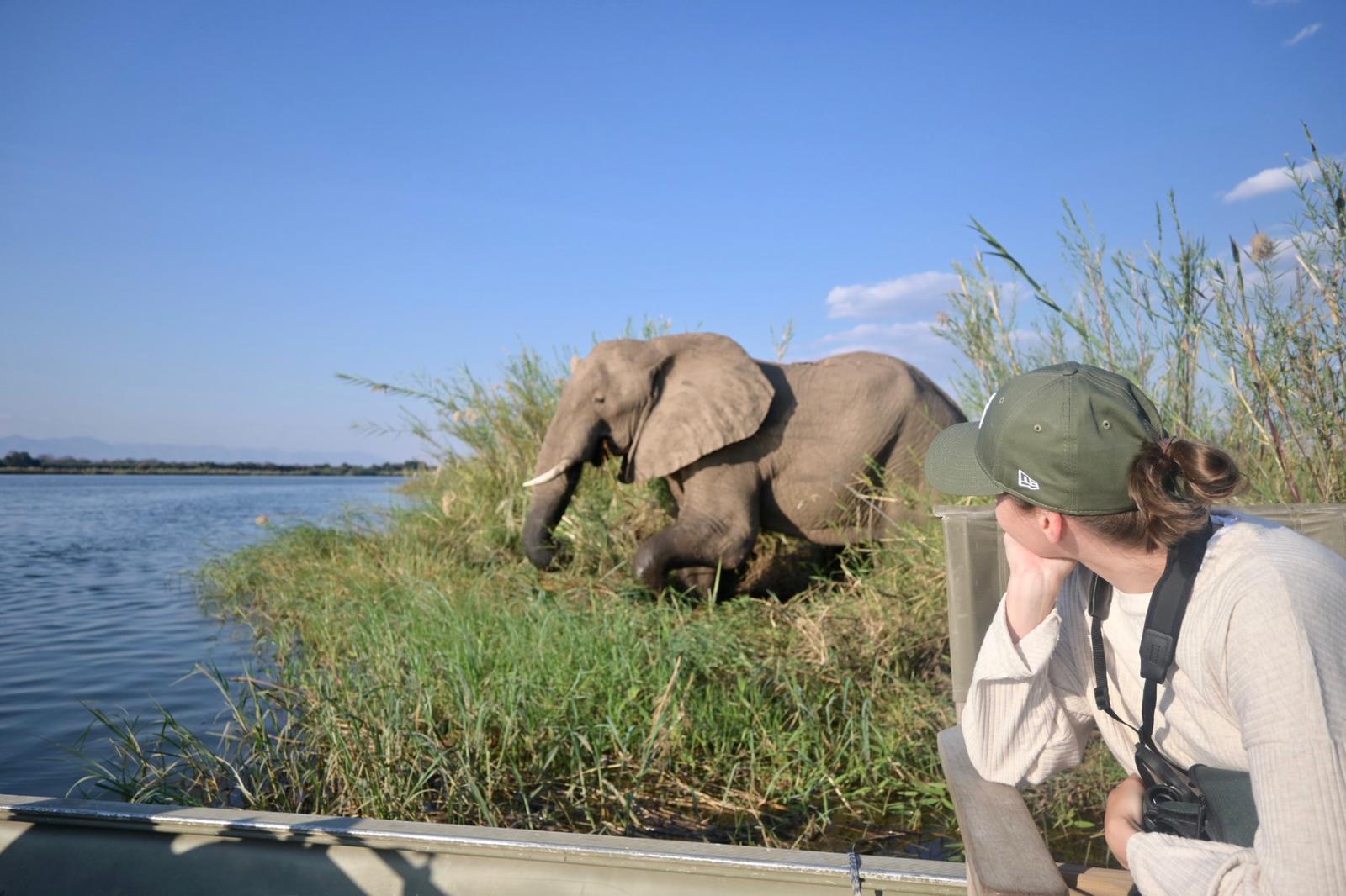 Elephant during boat safari on Zambezi river Zambia