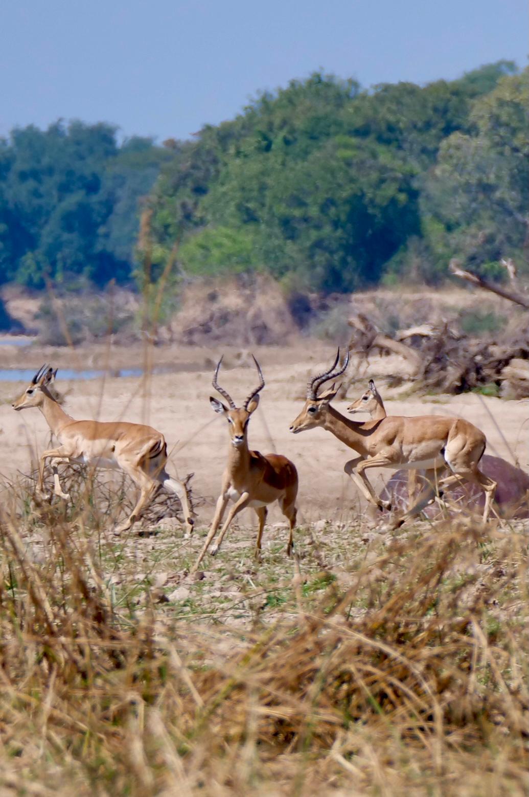 Impala's in South Luangwa National Park Zambia