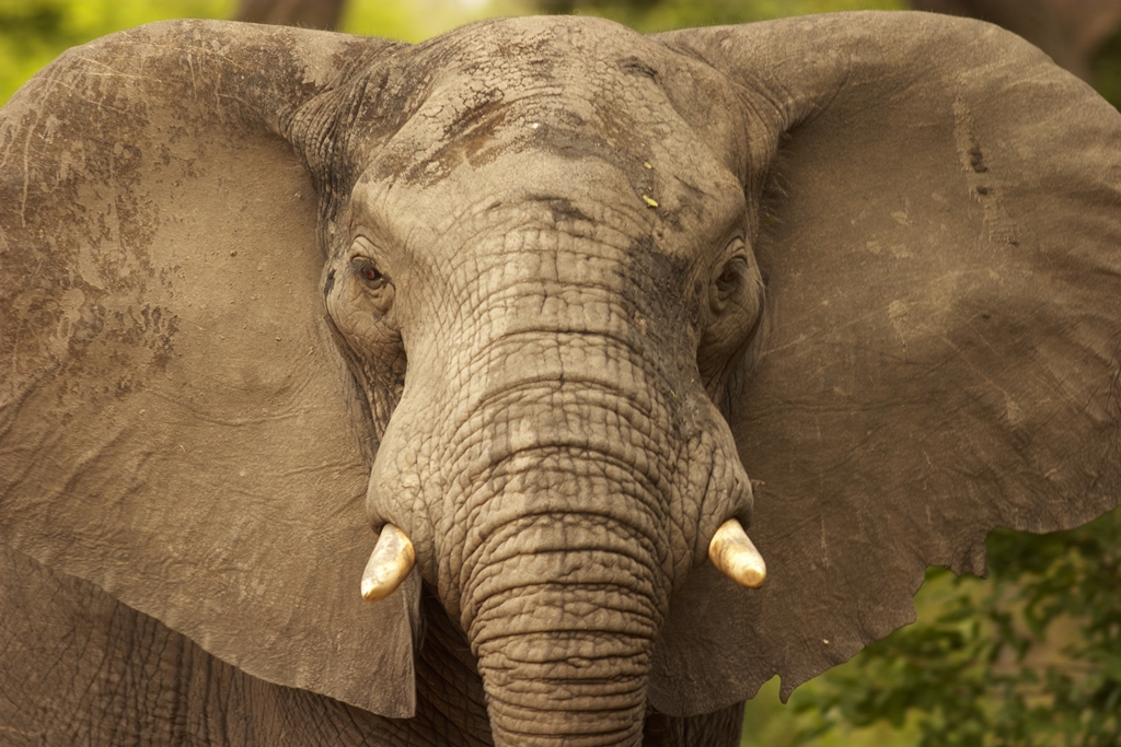 Boze olifant in South Luangwa National Park Zambia